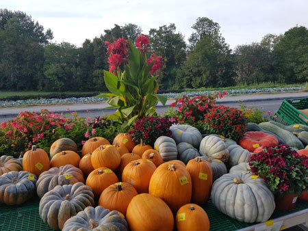 courges-automne-jardinerie