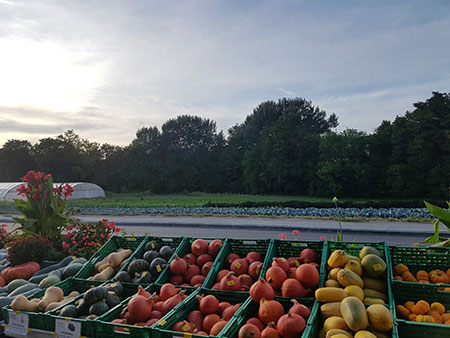 panel-courges-automne-jardinerie